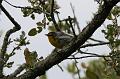 Grace's Warbler FtDavisAug08 141